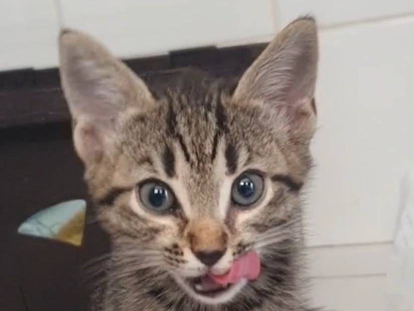 Adozione gatto, femmina, Razza sconosciuta Razza sconosciuta, 1 mesi, taglia non valida, Roma