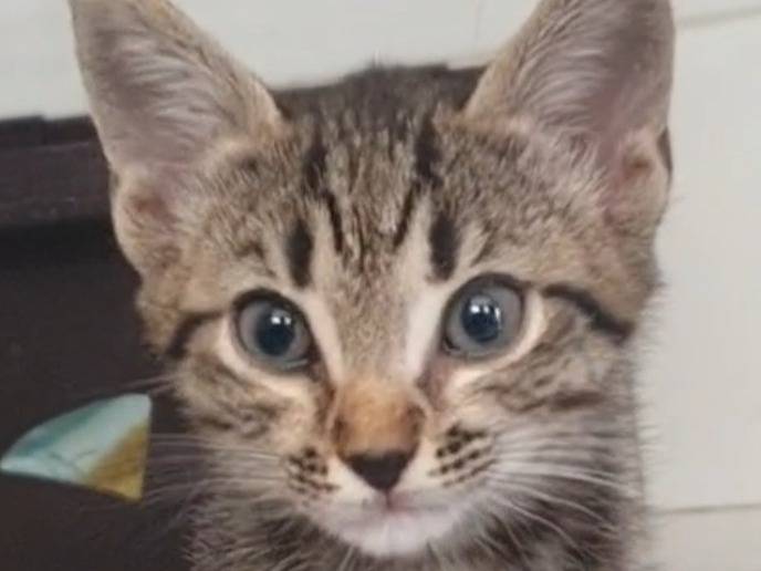 Adotta un gatto, taglia non valida, femmina, Roma