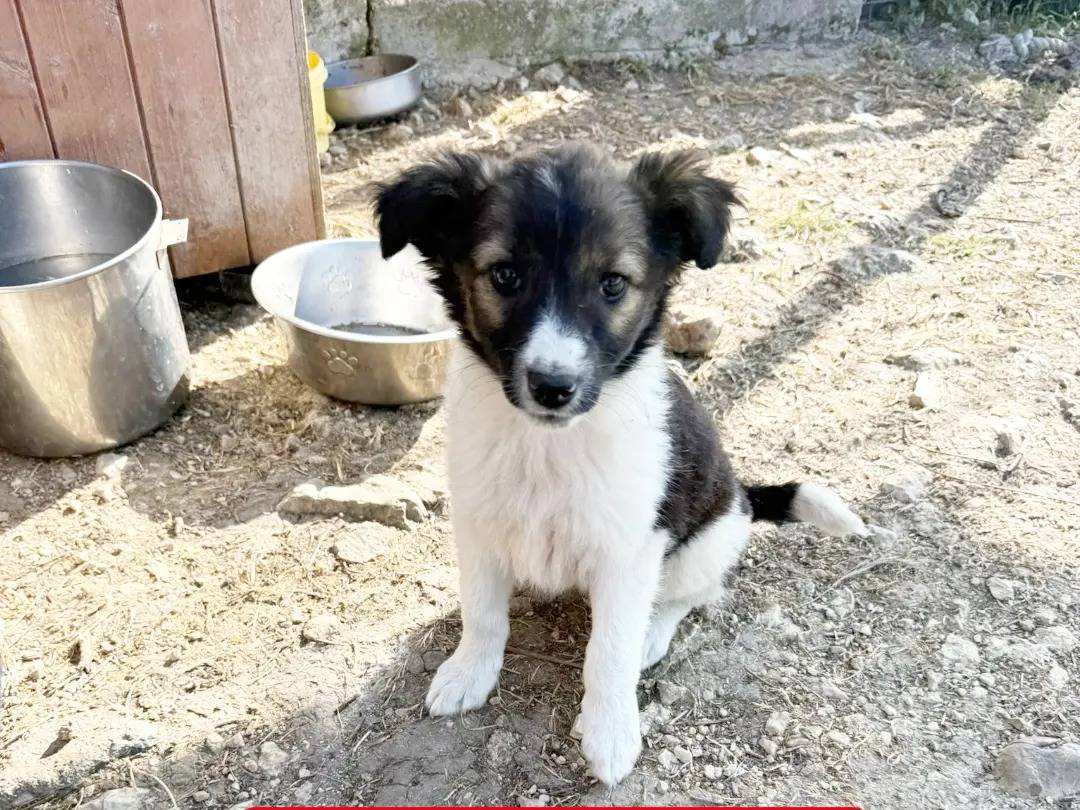 Adozione cane, femmina, Razza sconosciuta Razza sconosciuta, 2 mesi, taglia media, Avellino