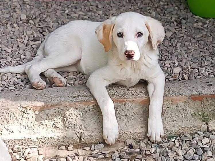 Adozione cane, femmina, Razza sconosciuta Razza sconosciuta, 3 mesi, taglia media, Bari
