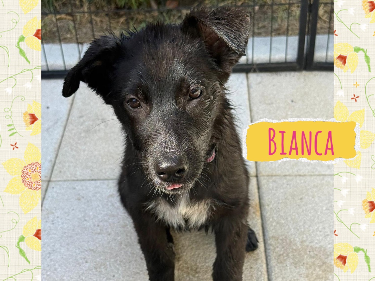 Adozione cane, femmina, Razza sconosciuta Razza sconosciuta, 3 mesi, taglia grande, Catanzaro