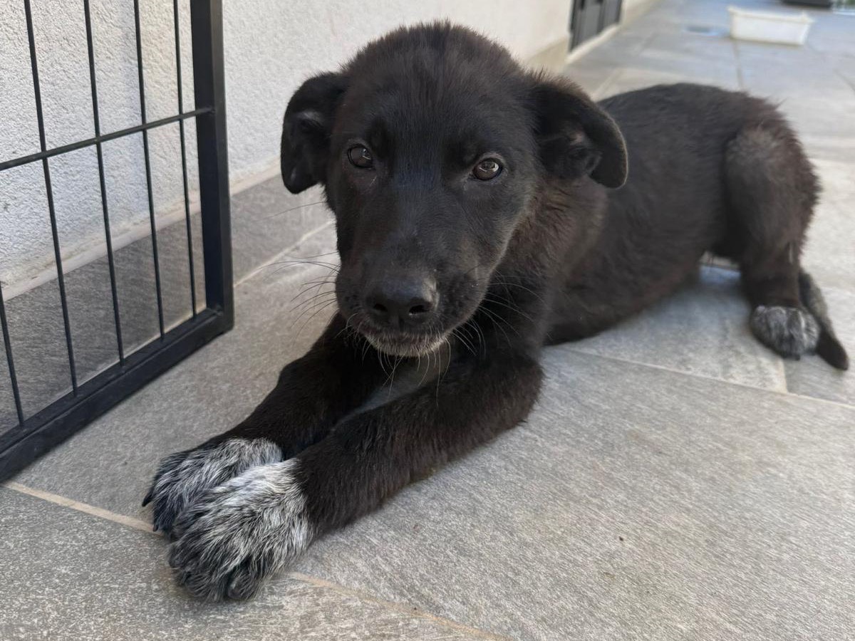 Adotta un cane, femmina, 3 mesi, Catanzaro