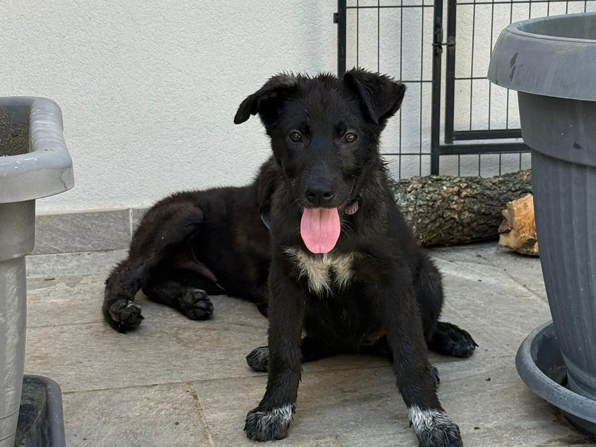 Adotta un cane, taglia grande, femmina, Catanzaro