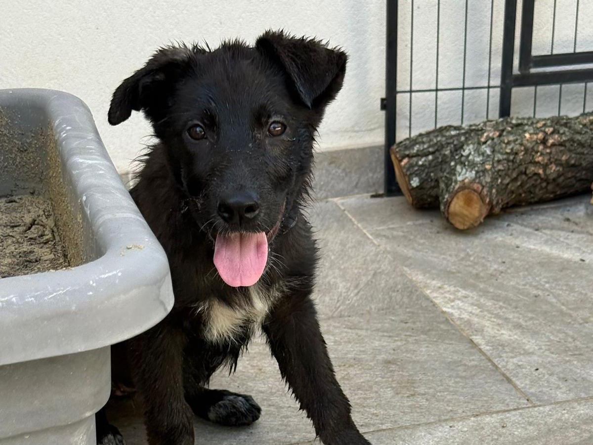 Vuoi adottare un cane a Catanzaro?