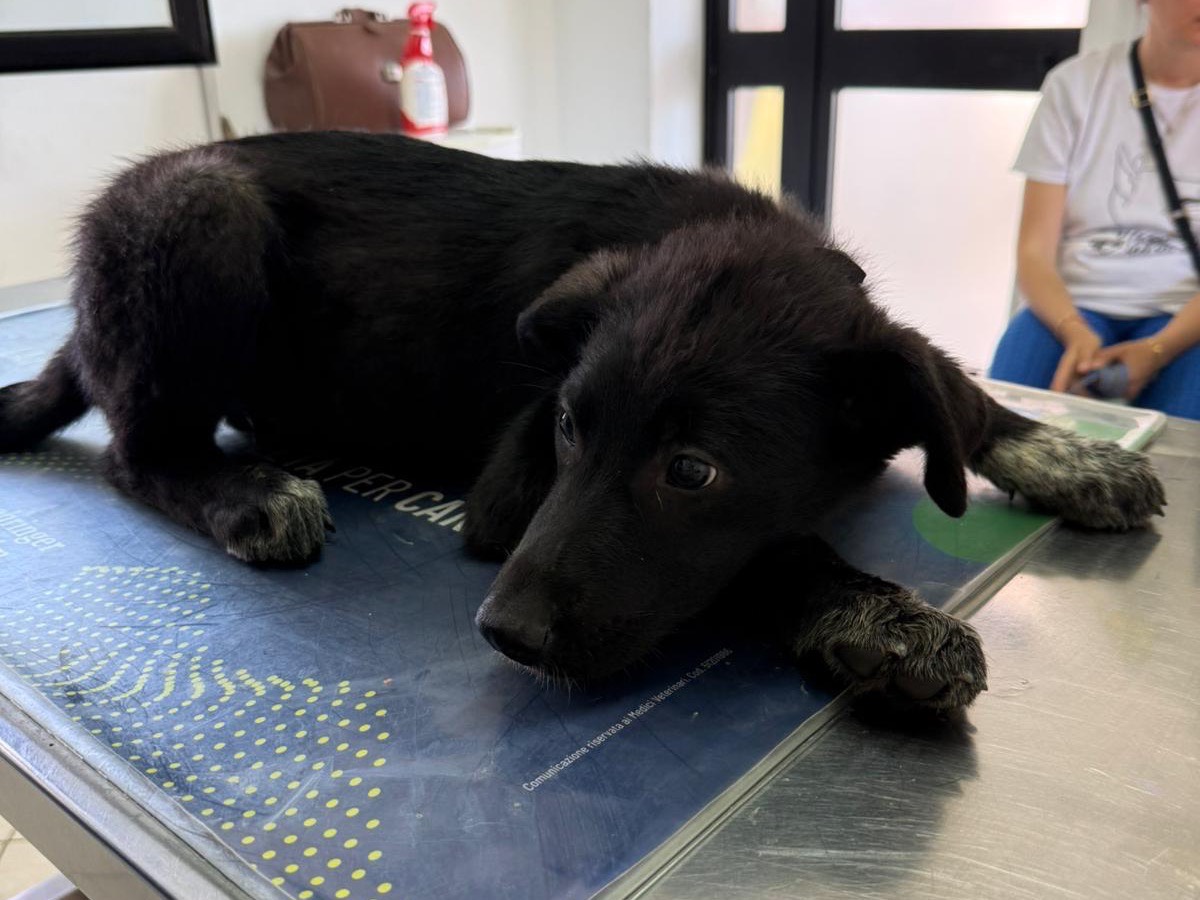 Adotta il cane Bianca a Catanzaro