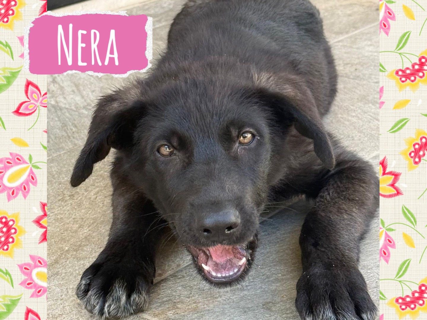 Adozione cane, femmina, Razza sconosciuta Razza sconosciuta, 3 mesi, taglia grande, Catanzaro
