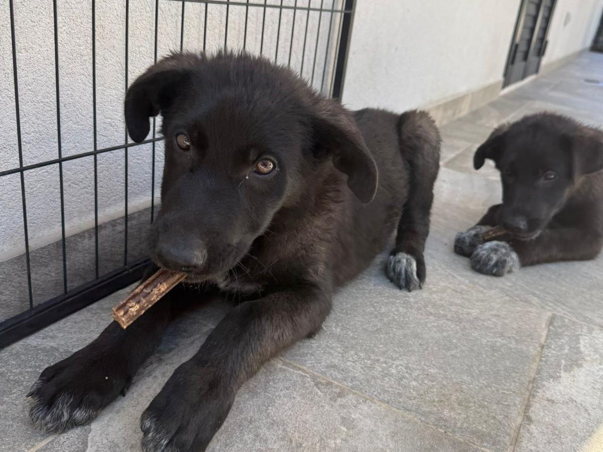 Adotta un cane, femmina, 3 mesi, Catanzaro
