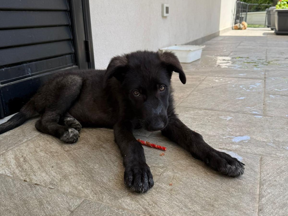 Adotta un cane, taglia grande, femmina, Catanzaro