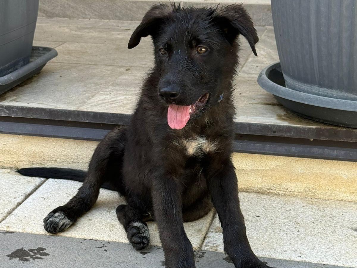 Vuoi adottare un cane a Catanzaro?