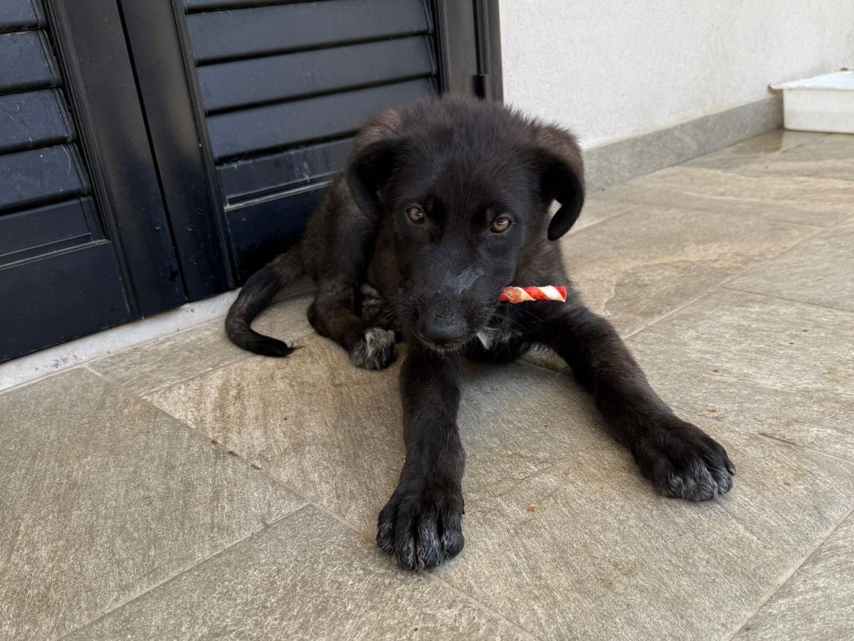 Adotta il cane Nera a Catanzaro