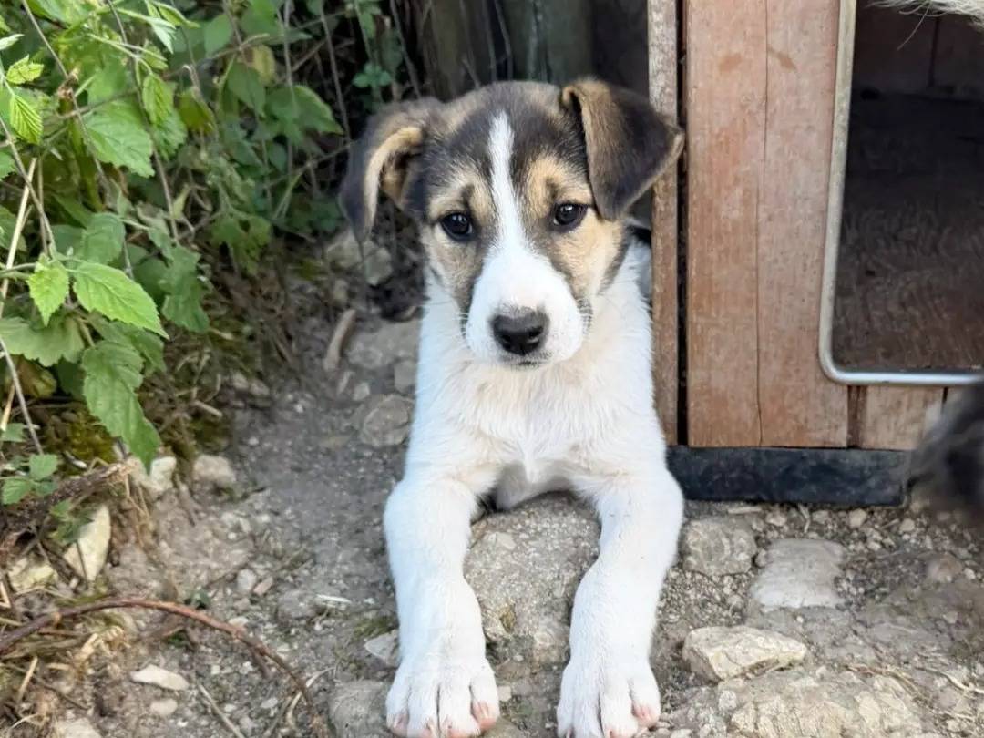 Adozione cane, femmina, Razza sconosciuta Razza sconosciuta, 2 mesi, taglia media, Avellino