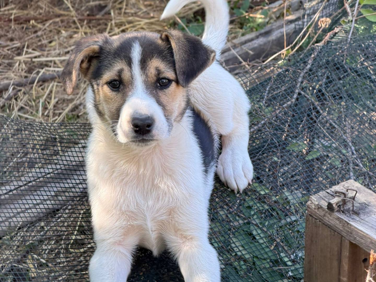 Adotta un cane, femmina, 2 mesi, Avellino