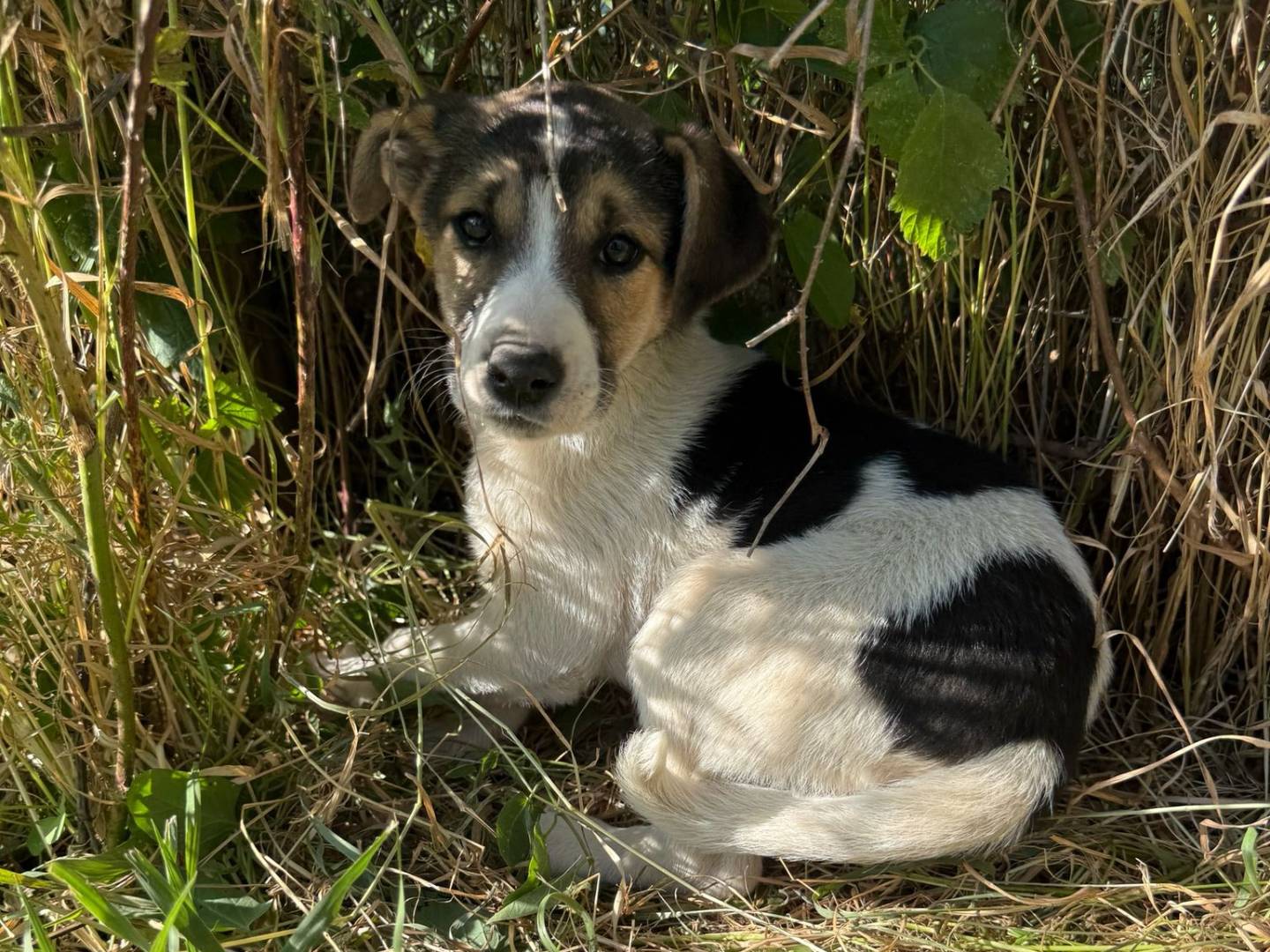 Adotta un cane, taglia media, femmina, Avellino