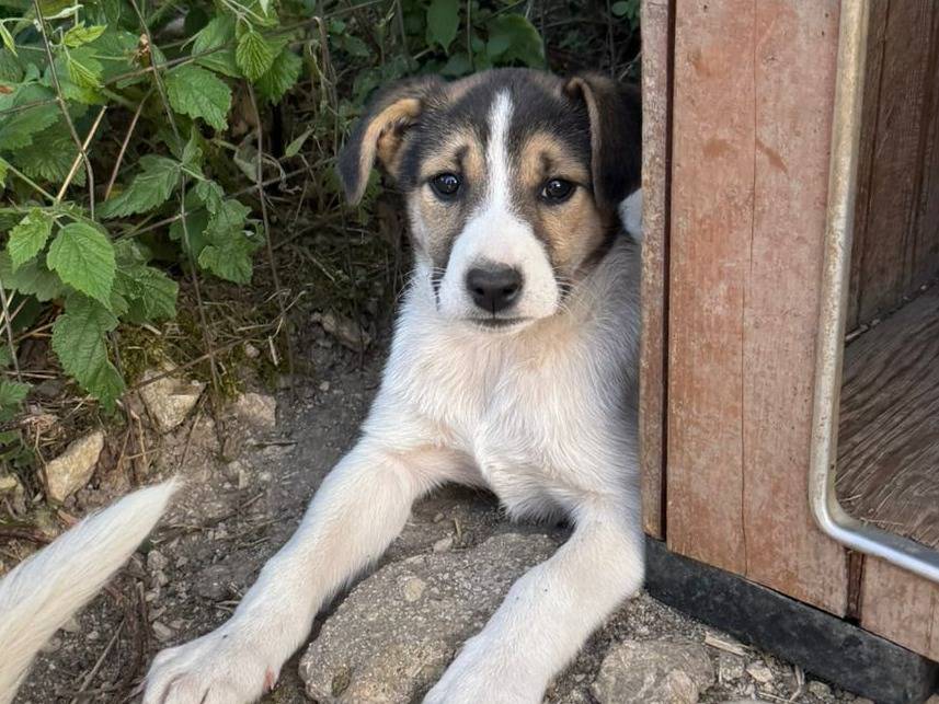 Vuoi adottare un cane a Avellino?