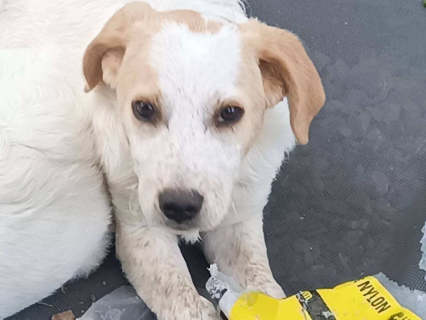 Adozione cane, maschio, Razza sconosciuta Razza sconosciuta, 1 anno e 3 mesi, taglia media, Avellino