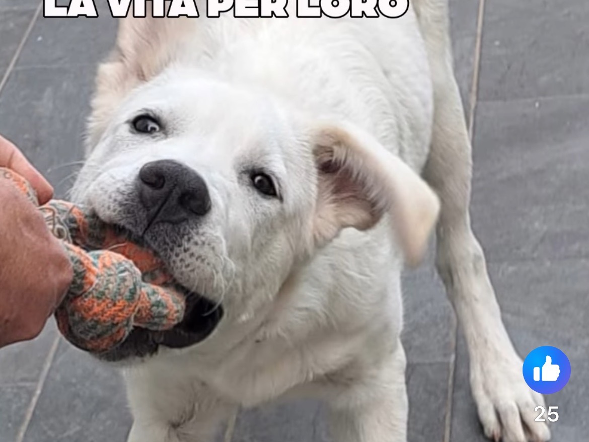 Adotta un cane, taglia grande, maschio, Caserta