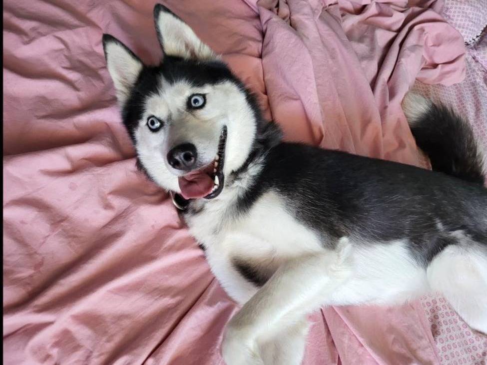 Adozione cane, femmina, Siberian Husky Razza sconosciuta, 6 anni e 7 mesi, taglia grande, Avellino