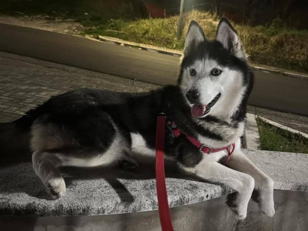Adotta un cane, femmina, 6 anni e 7 mesi, Avellino