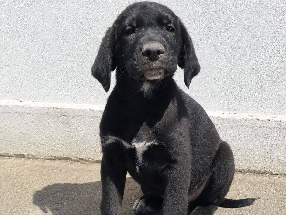Adozione cane, maschio, Razza sconosciuta Razza sconosciuta, 1 mesi, taglia media, Crotone