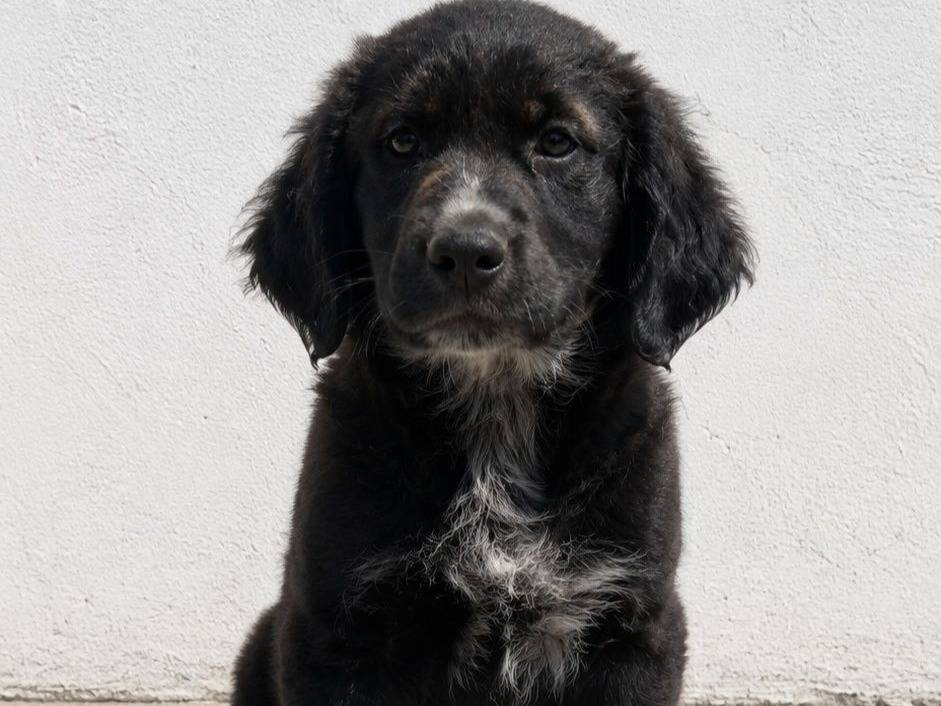 Adozione cane, femmina, Razza sconosciuta Razza sconosciuta, 1 mesi, taglia media, Crotone