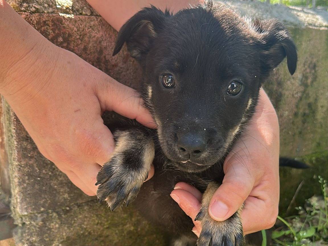 Adozione cane, maschio, Razza sconosciuta Razza sconosciuta, 2 mesi, taglia media, Padova