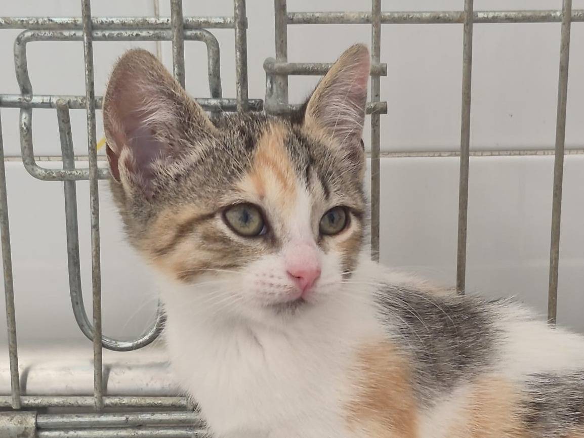 Adotta un gatto, femmina, 2 mesi, Torino