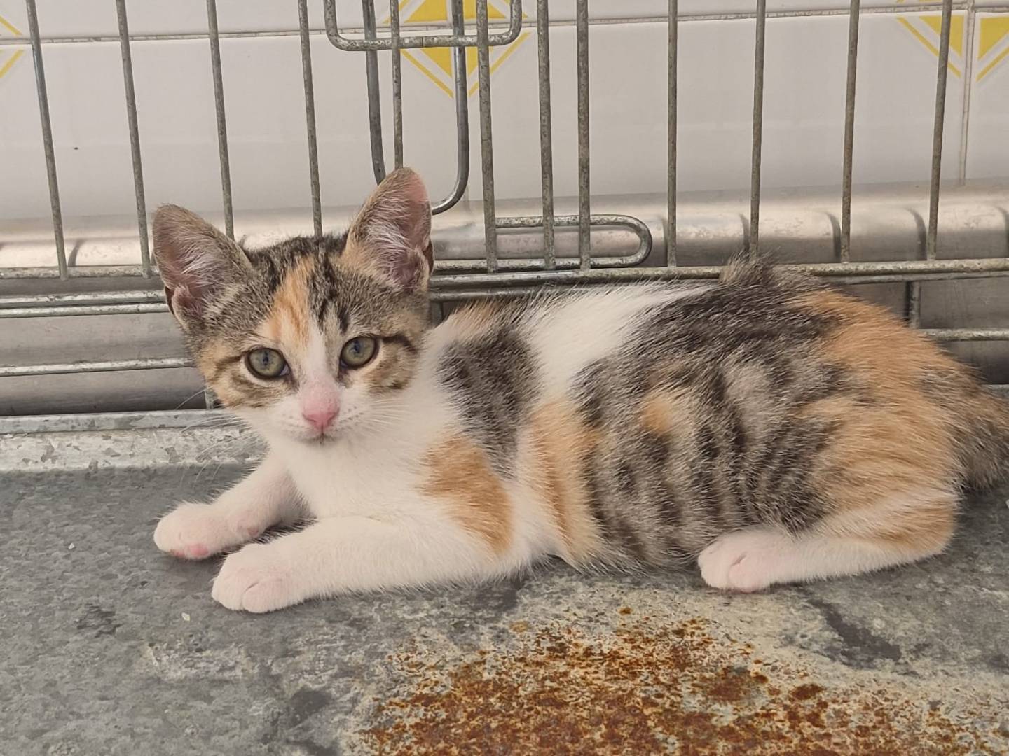 Adozione gatto, femmina, Razza sconosciuta Razza sconosciuta, 2 mesi, taglia non valida, Torino