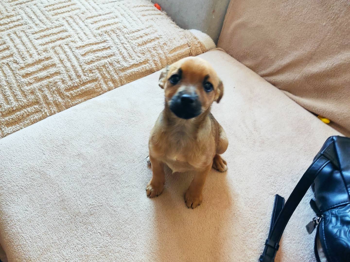 Adozione cane, femmina, Pinscher Razza sconosciuta, 1 anno e 2 mesi, taglia piccola, Milano