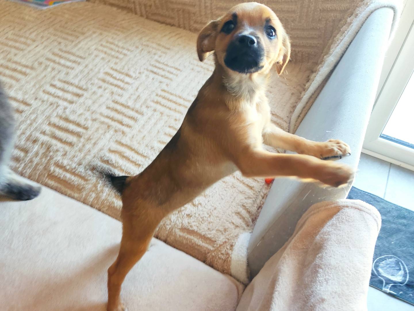 Adotta un cane, femmina, 1 anno e 2 mesi, Milano