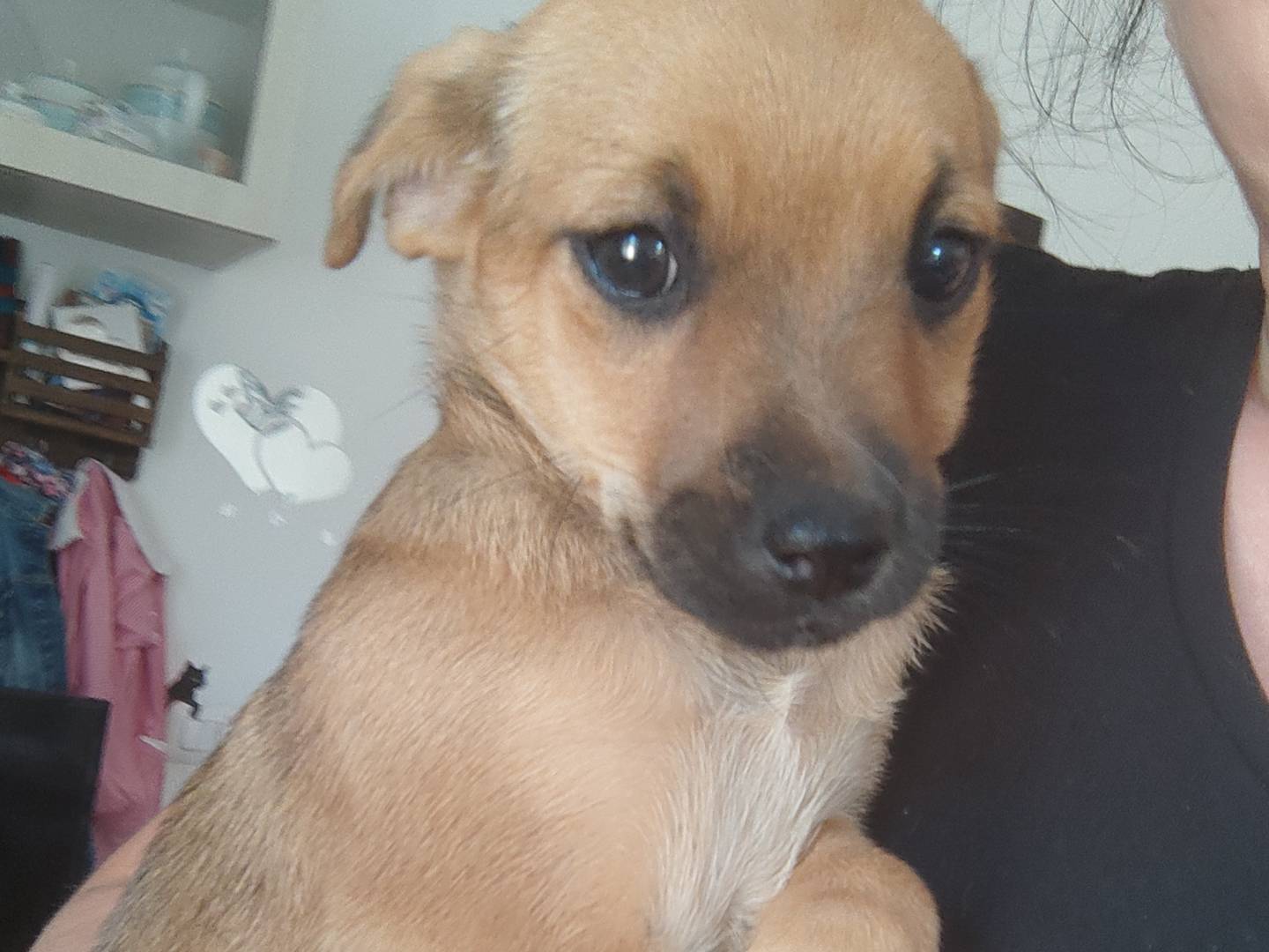 Adotta un cane, taglia piccola, femmina, Milano