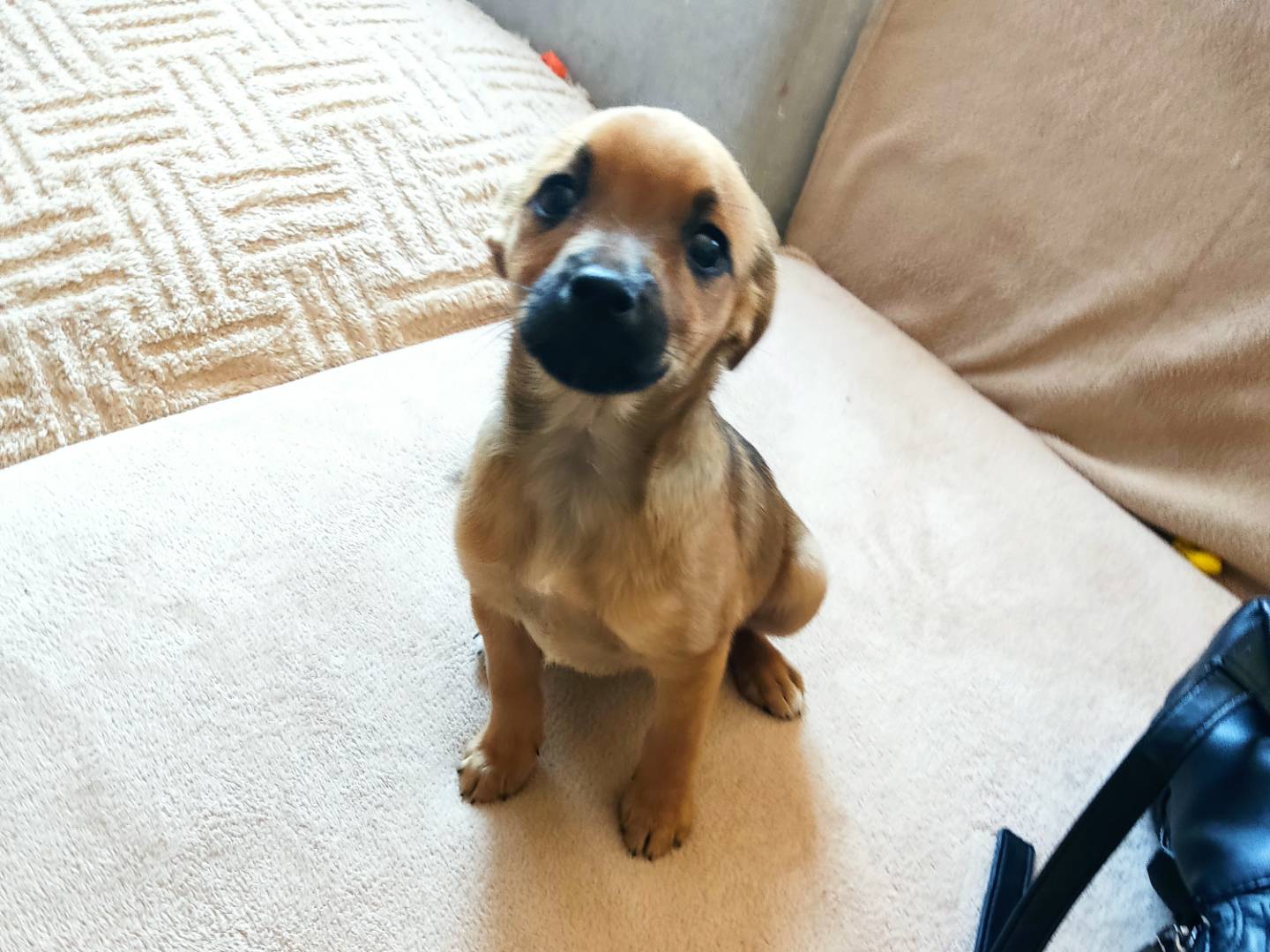 Vuoi adottare un cane a Milano?