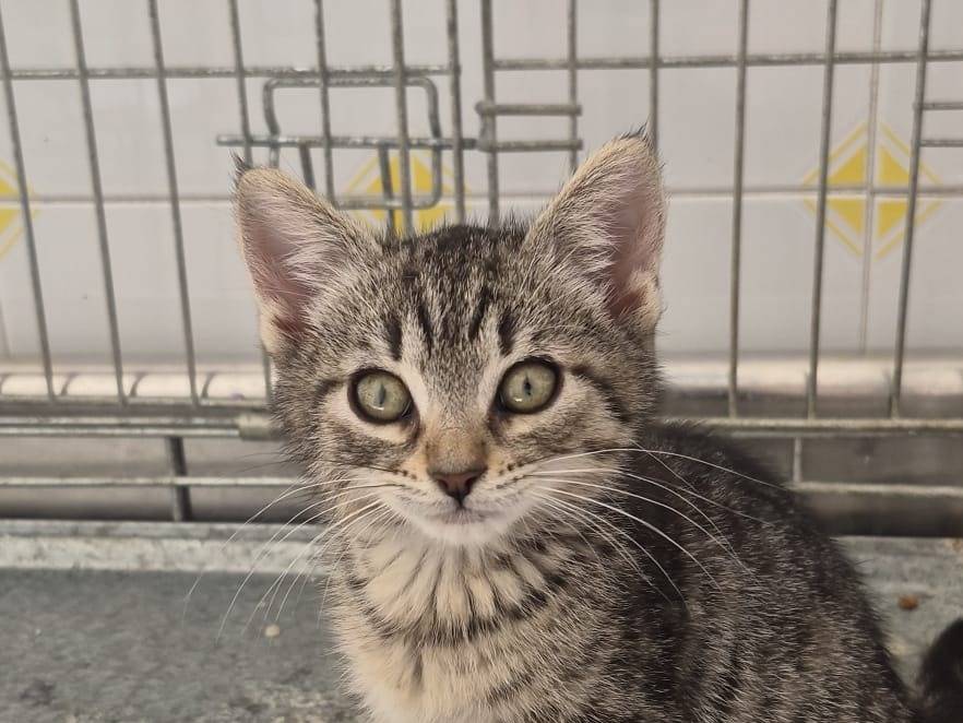 Adozione gatto, maschio, Razza sconosciuta Razza sconosciuta, 2 mesi, taglia non valida, Cremona