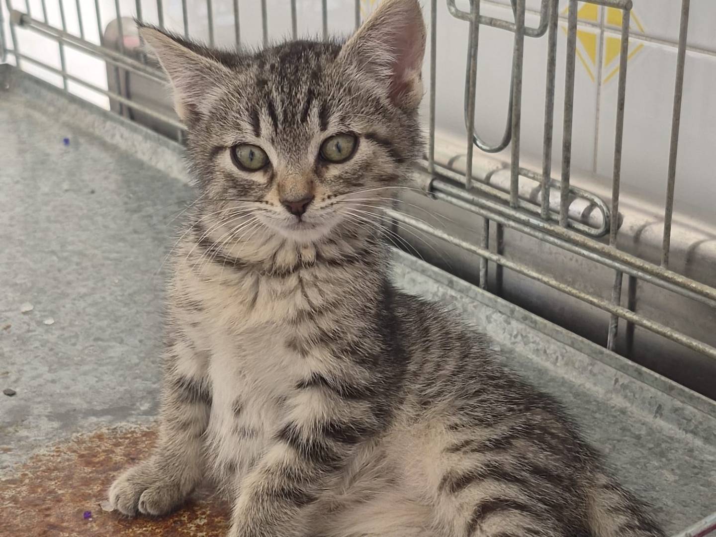 Adotta un gatto, maschio, 2 mesi, Cremona