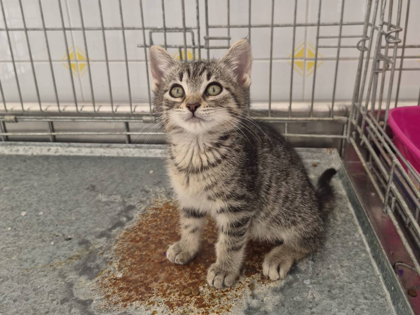 Adotta un gatto, taglia non valida, maschio, Cremona