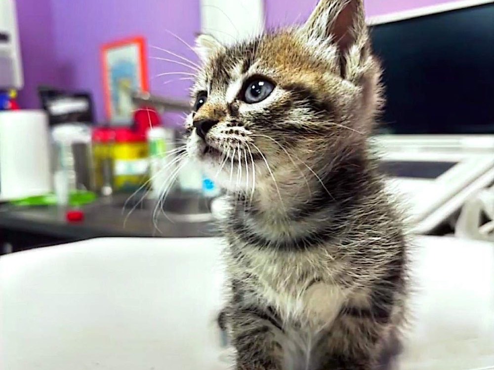 Adozione gatto, maschio, Razza sconosciuta Razza sconosciuta, 1 mesi, taglia non valida, Roma