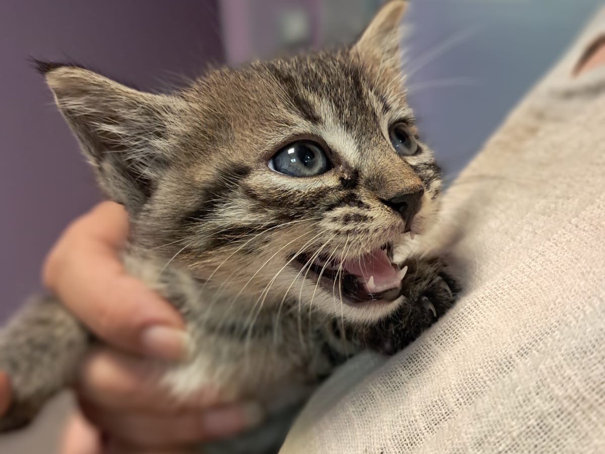 Adotta un gatto, maschio, 1 mesi, Roma