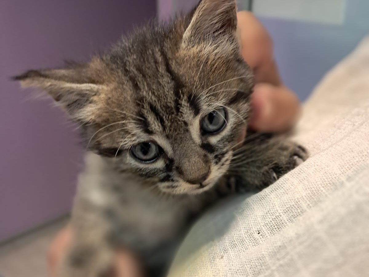 Adotta un gatto, taglia non valida, maschio, Roma