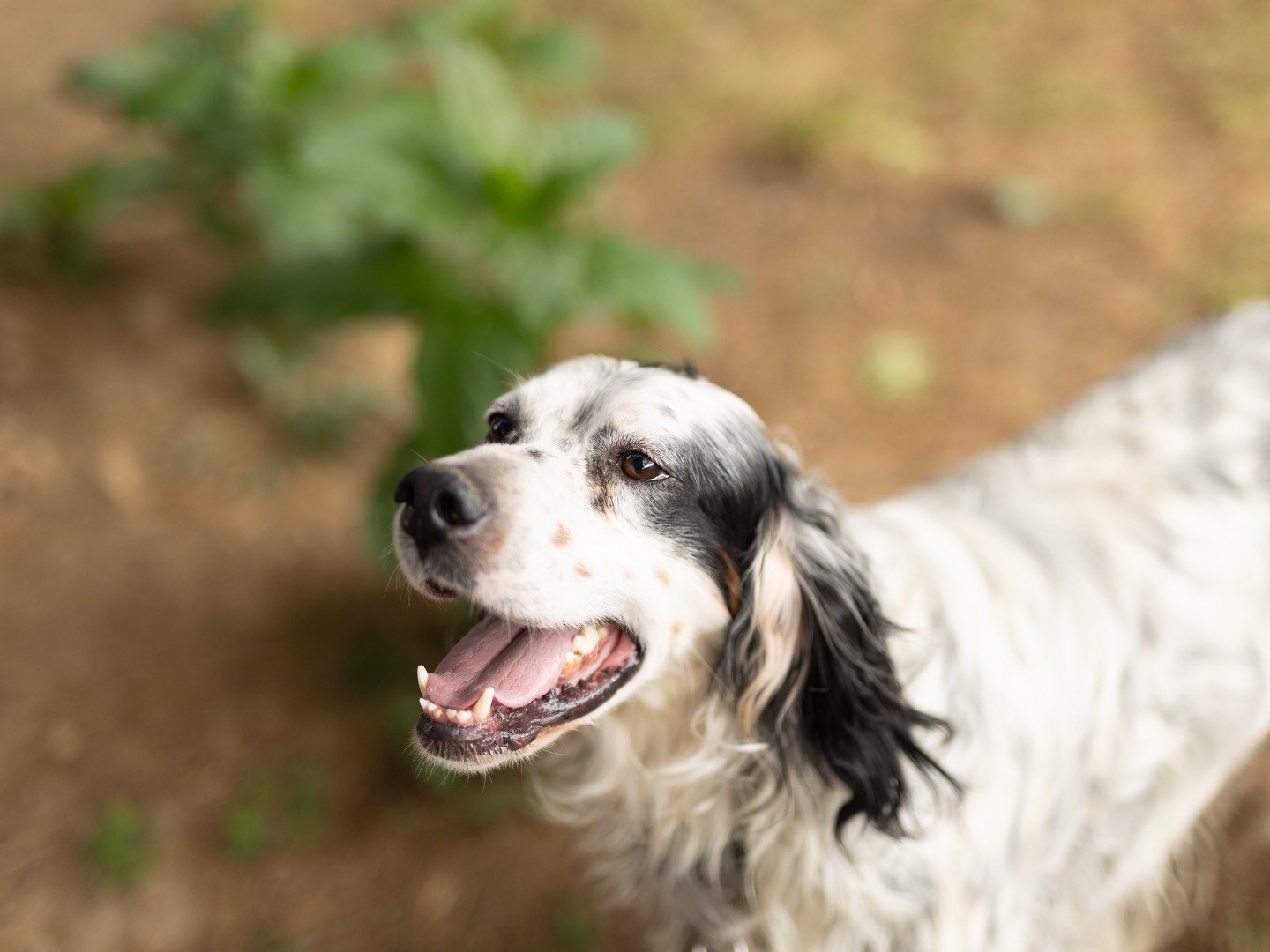 Vuoi adottare un cane a Milano?