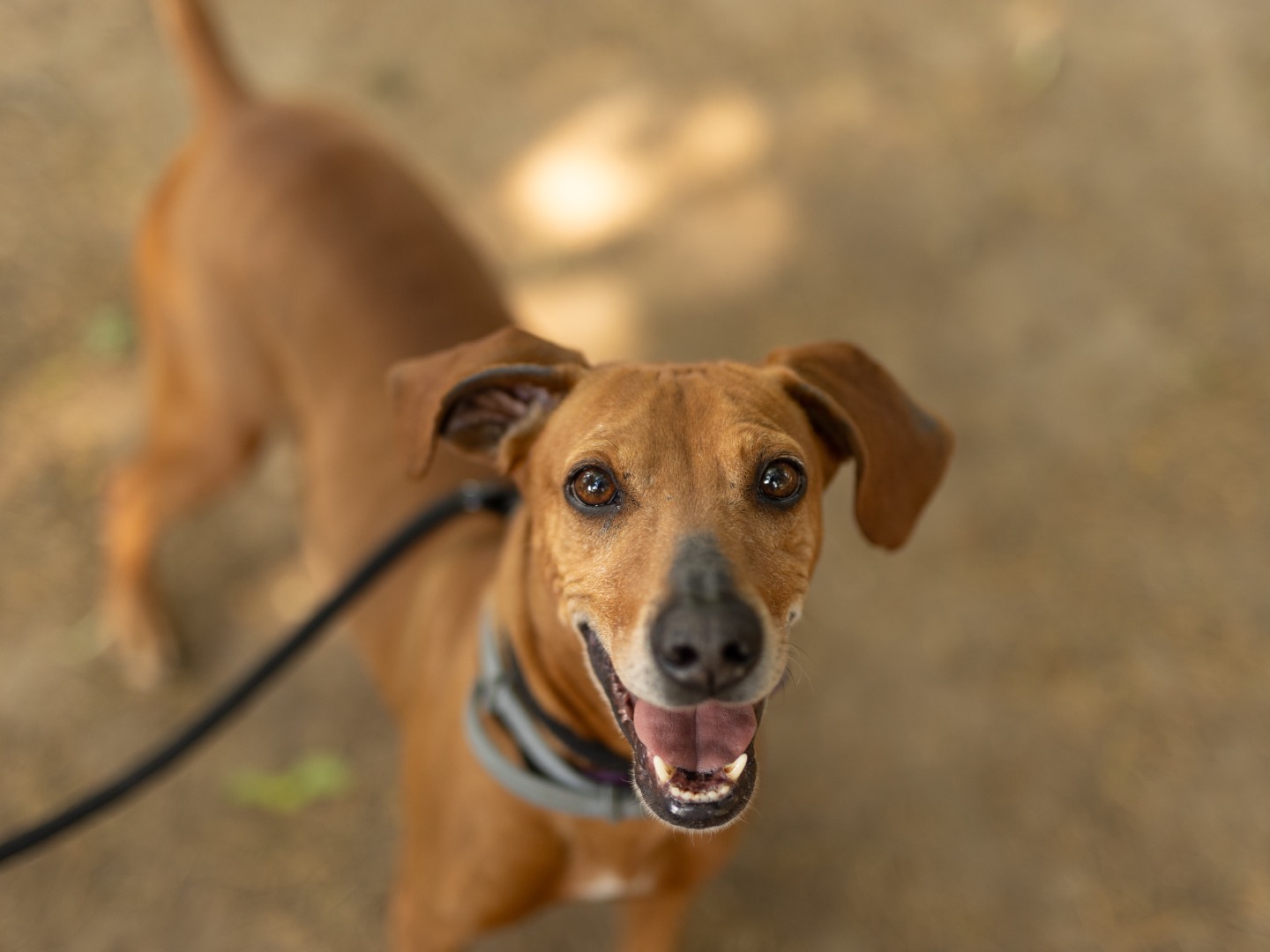 Adozione cane, maschio, Segugio Razza sconosciuta, 4 anni e 1 mese, taglia media contenuta, Milano