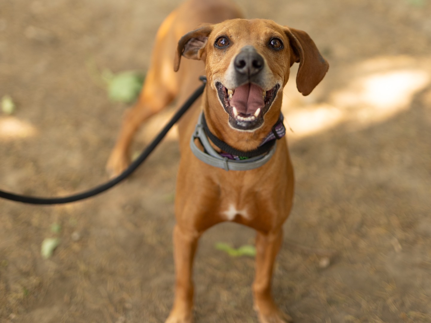Vuoi adottare un cane a Milano?