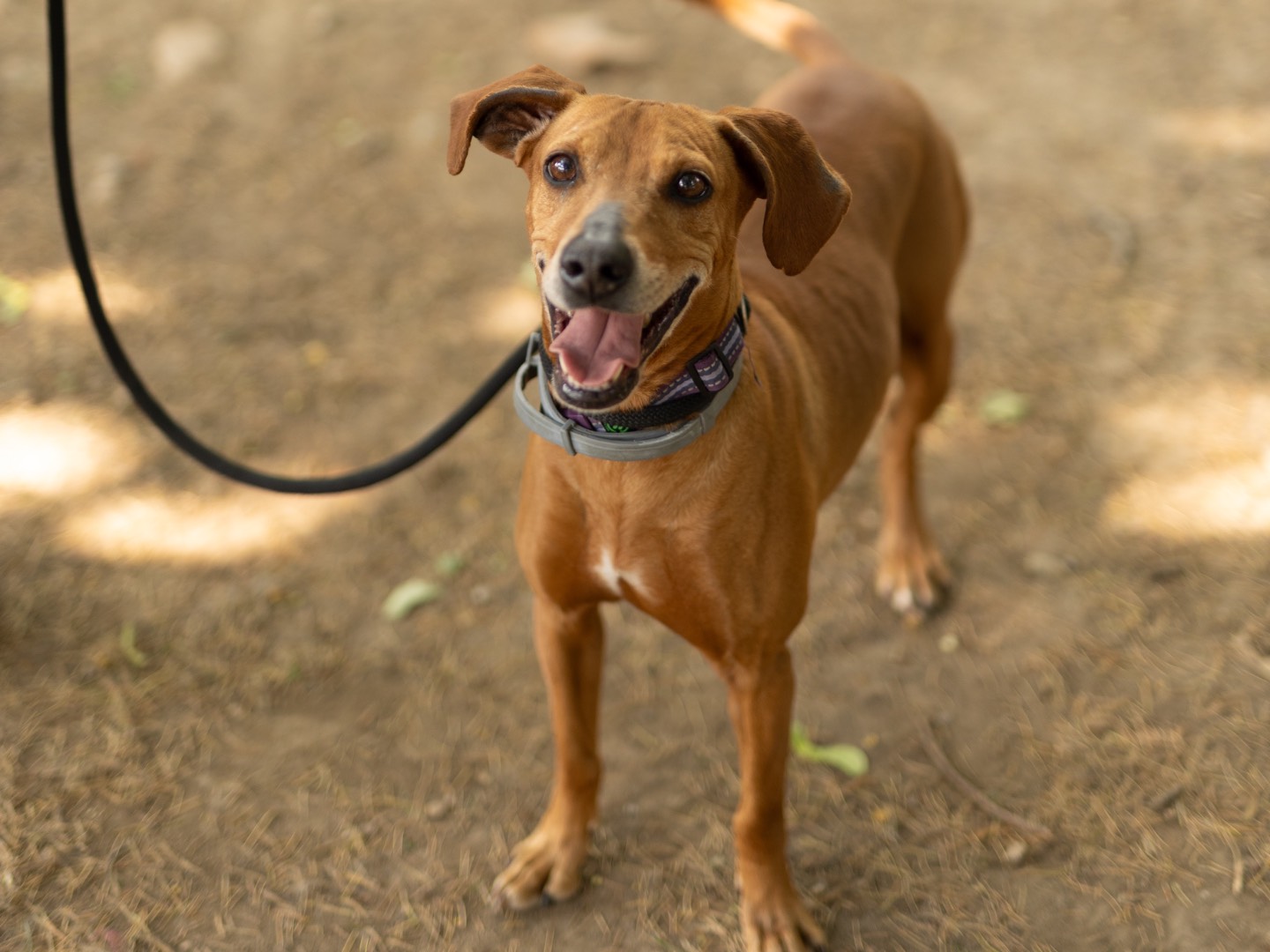 Adotta il cane Aron  a Milano