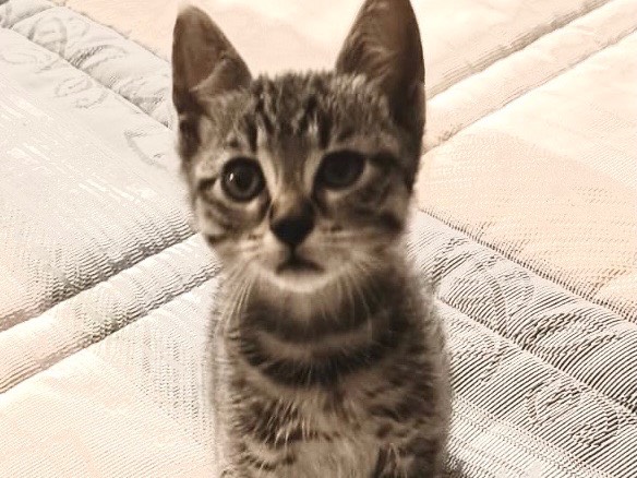 Adozione gatto, maschio, Razza sconosciuta Razza sconosciuta, 1 mesi, taglia non valida, Ancona