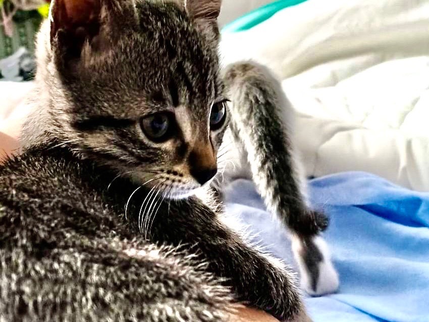 Adotta un gatto, maschio, 1 mesi, Ancona