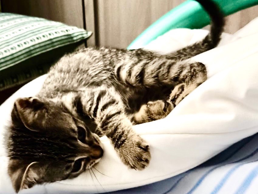 Adotta un gatto, taglia non valida, maschio, Ancona