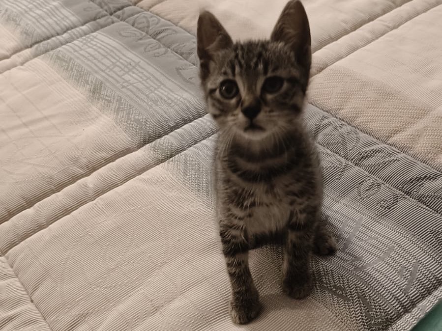 Vuoi adottare un gatto a Ancona?