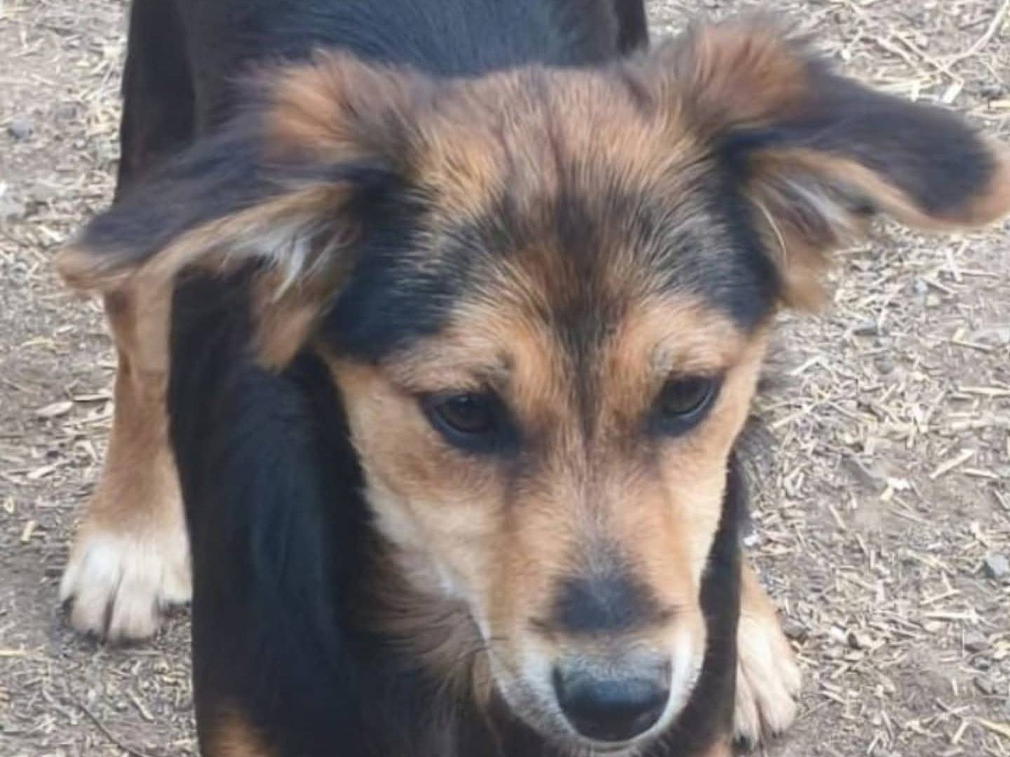 Adozione cane, femmina, Razza sconosciuta Razza sconosciuta, 6 mesi, taglia media contenuta, Torino