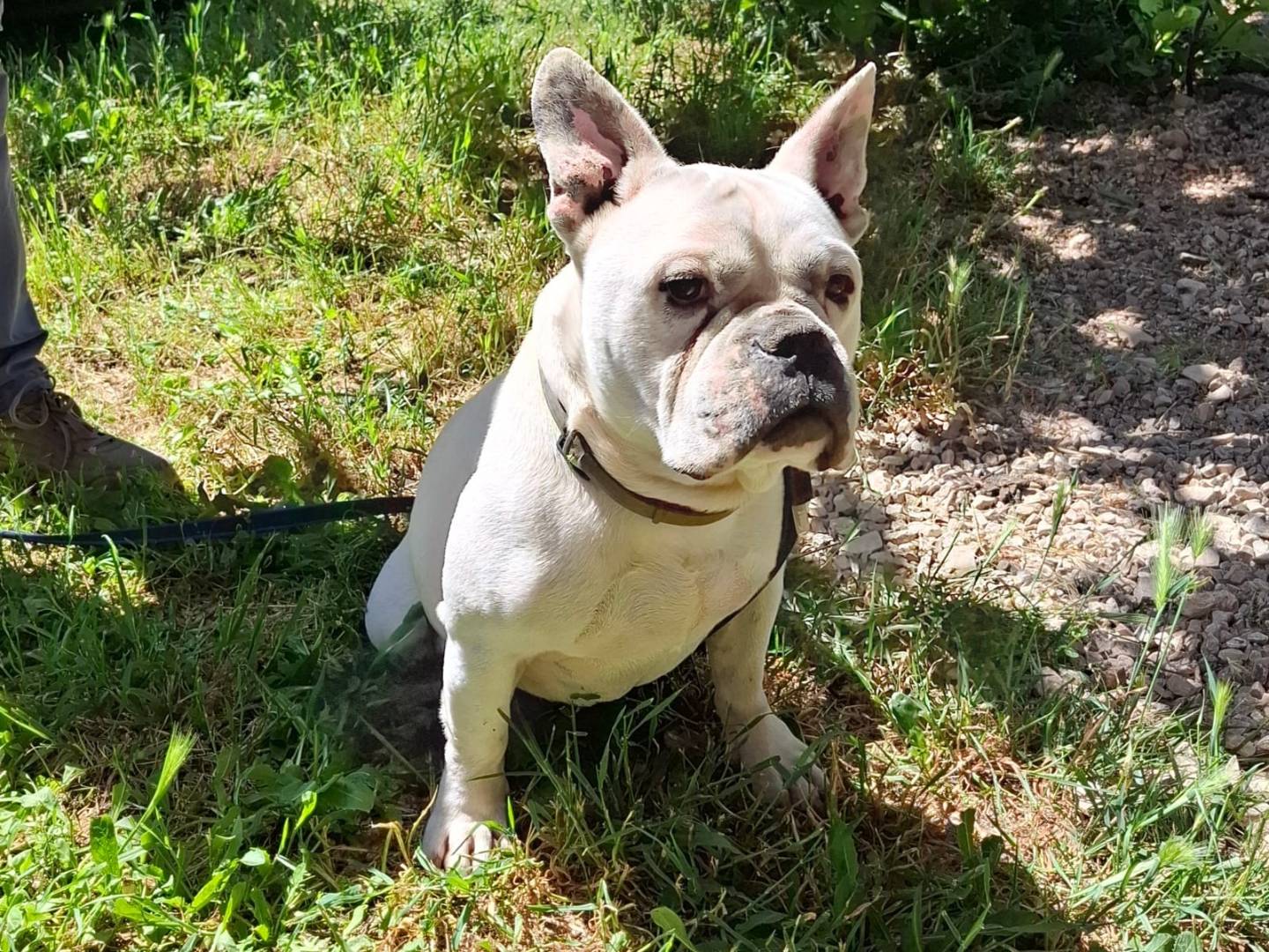 Adozione cane, maschio, Bulldog francese Razza sconosciuta, 5 anni e 4 mesi, taglia media contenuta, Verona