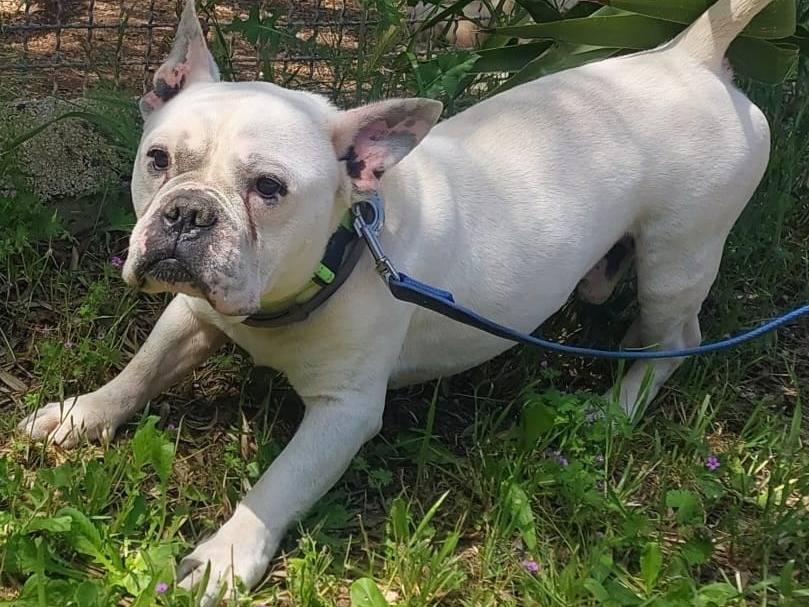 Adotta un cane, maschio, 5 anni e 4 mesi, Verona