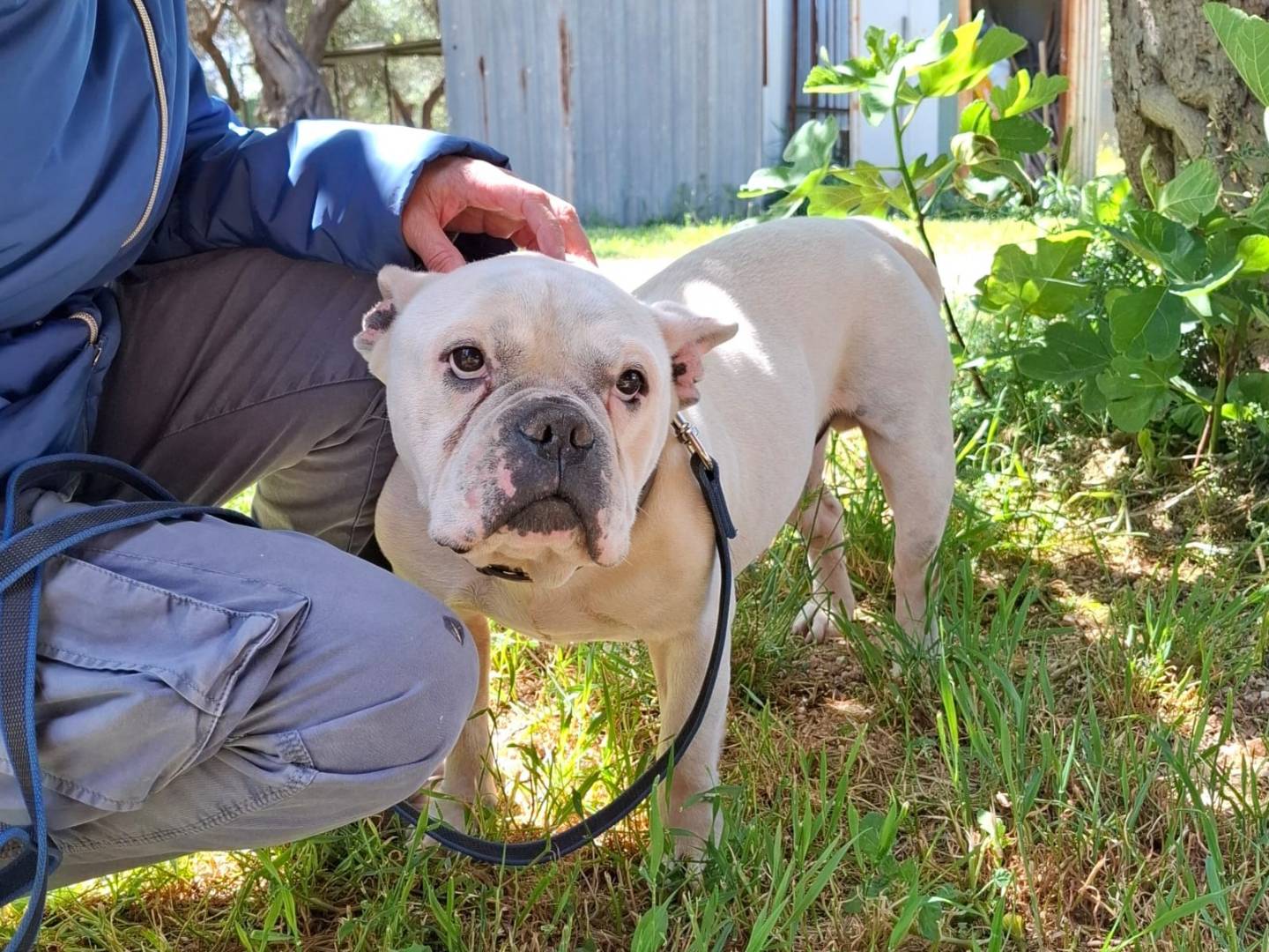 Adotta un cane, taglia media contenuta, maschio, Verona