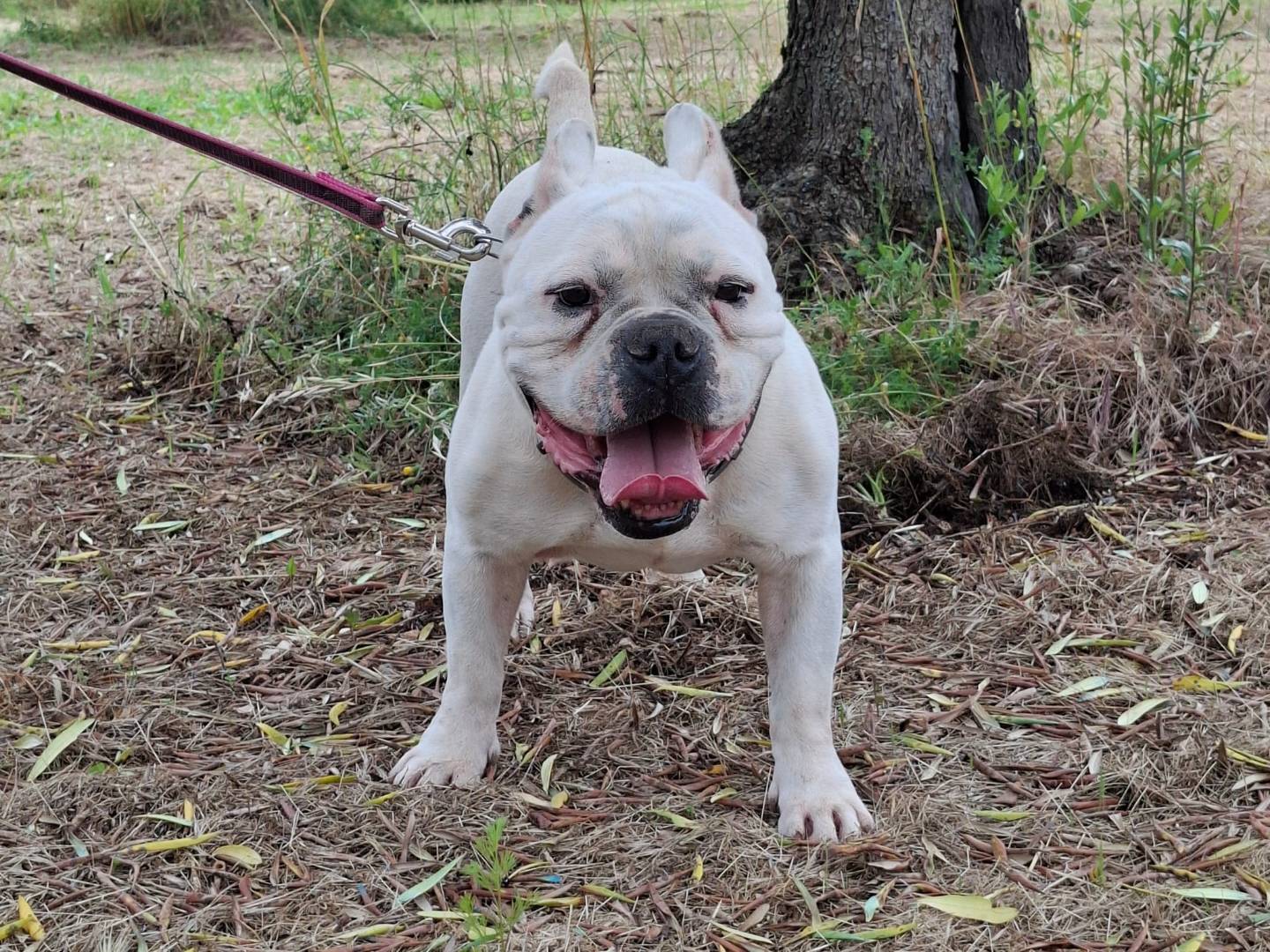 Vuoi adottare un cane a Verona?
